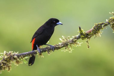 Kızıl sırtlı Tanager - Ramphocelus passerinii, güzel siyah ve kırmızı tanager Kosta Rika ormandan gelen.