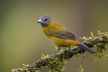 Kızıl sırtlı Tanager - Ramphocelus passerinii, güzel siyah ve kırmızı tanager Kosta Rika ormandan gelen.