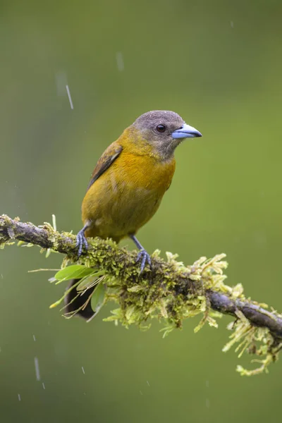 Скарлет Rumped Tanager Ramphocelus Passerinii Красиві Чорні Червоні Tanager Від — стокове фото