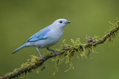 Mavi-gri Tanager - Thraupis episcopus, güzel renkli mavi tüneyen kuş Kosta Rika ormandan gelen.