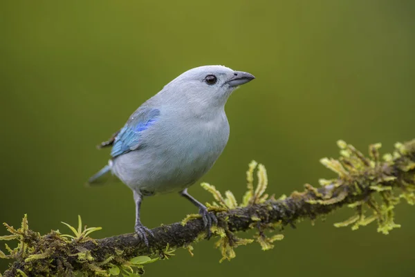 Blau Grauer Tanager Thraupis Episcopus Schöner Farbenfroher Blauer Sitzvogel Aus — Stockfoto
