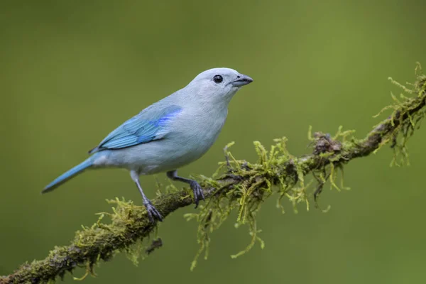 Tanager Azul Gris Thraupis Episcopus Hermoso Pájaro Azul Vivo Colorido — Foto de Stock