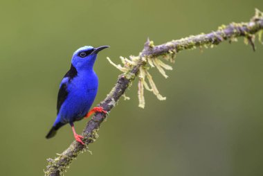 Honeycreeper - Kınalı Cyanerpes cyaneus, güzel küçük mavi kırmızı bacaklı honeycreeper Kosta Rika dan.