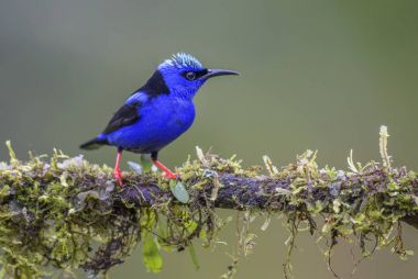 Honeycreeper - Kınalı Cyanerpes cyaneus, güzel küçük mavi kırmızı bacaklı honeycreeper Kosta Rika dan.