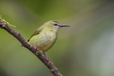 Honeycreeper - Kınalı Cyanerpes cyaneus, güzel küçük mavi kırmızı bacaklı honeycreeper Kosta Rika dan.