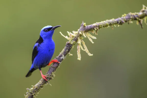 Röd Legged Honeycreeper Cyanerpes Cyaneus Vackra Små Blå Röda Fyrbenta — Stockfoto