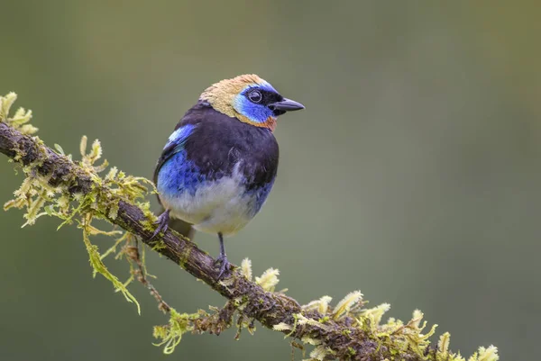 Капюшоном Золотий Tanager Неперевірена Larvata Красиві Барвисті Сідати Птах Золота — стокове фото