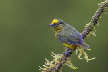 Zeytin destekli Euphonia - Euphonia gouldi, Kosta Rika ormandan gelen güzel renkli tüneyen kuş.