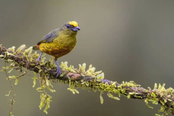 Olívhátú Euphonia Euphonia Gouldi Gyönyörű Színes Ázsiai Díszmadár Madár Erdő — Stock Fotó