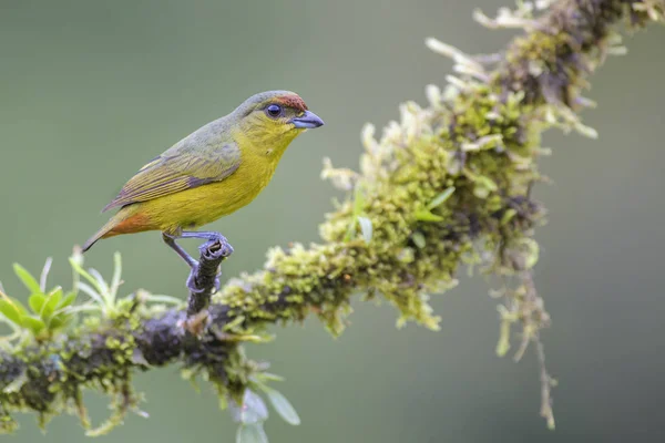 橄榄支持的 Euphonia Euphonia Gouldi 美丽的彩色栖息鸟类从哥斯达黎加森林 — 图库照片