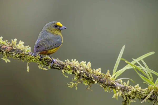 Olivenrückeneuphonie Euphonia Gouldi Schöner Farbenfroher Sitzvogel Aus Dem Costa Rica — Stockfoto