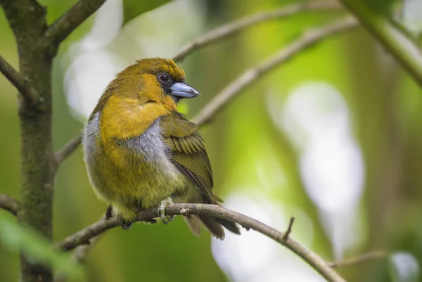 Prong Billed Barbet Semnornis Frantzii Special Yellow Barbet Pronged Beak — Stock Photo, Image