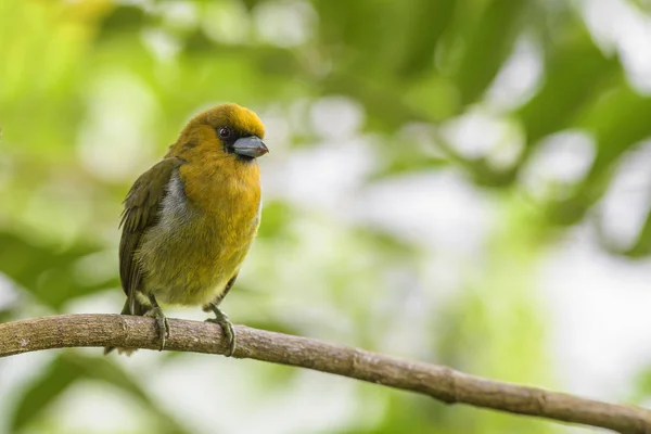 Vasvilla Billed Barbet Semnornis Frantzii Külön Sárga Barbet Részből Álló — Stock Fotó