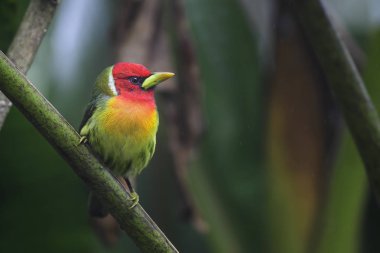 Red-headed Barbet - Eubucco bourcierii, beautiful colorful red headed barbet from Costa Rica hills. clipart
