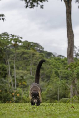 Coati - beyaz burunlu Nasua narica, küçük ortak beyaz burunlu etobur Kosta Rika ormandan gelen.