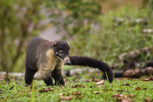 Coati Nariz Blanca Nasua Narica Pequeño Carnívoro Común Nariz Blanca —  Fotos de Stock