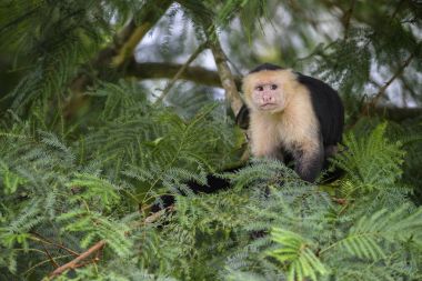 AK Capuchin - Cebus capucinus, güzel bronw beyaz primat Kosta Rika ormandan gelen yüzler.