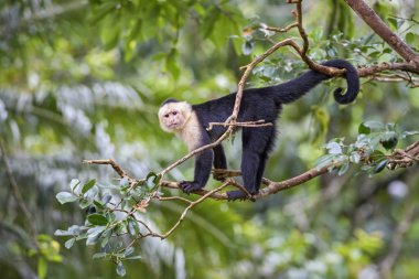 White-faced Capuchin - Cebus capucinus, beautiful bronw white faces primate from Costa Rica forest. clipart