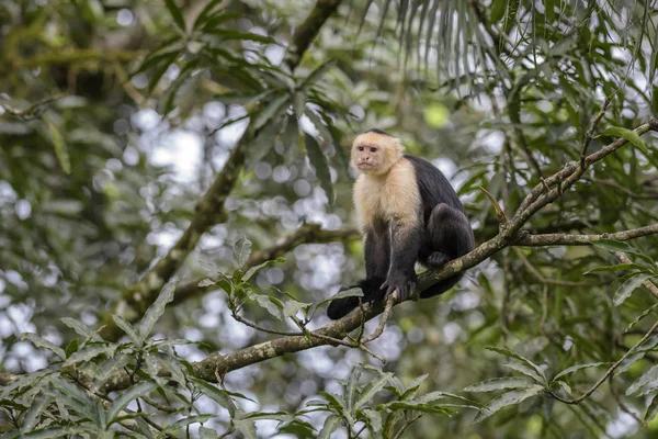 Capuchinho Rosto Branco Cebus Capucinus Belo Primata Faces Brancas Bronze — Fotografia de Stock