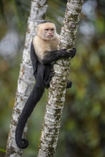 Citronfläckad Capuchin Cebus Capucinus Vackra Bronw Vita Ansikten Primate Från — Stockfoto