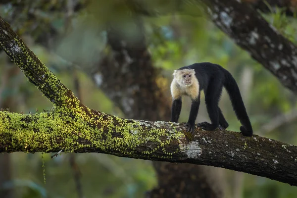 Capuchinho Rosto Branco Cebus Capucinus Belo Primata Faces Brancas Bronze — Fotografia de Stock