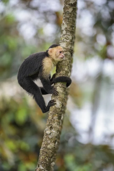 Capuchinho Rosto Branco Cebus Capucinus Belo Primata Faces Brancas Bronze — Fotografia de Stock