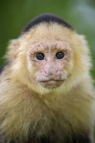 Capuchino Cara Blanca Cebus Capucinus Hermosas Caras Blancas Bronceadas Primate — Foto de Stock