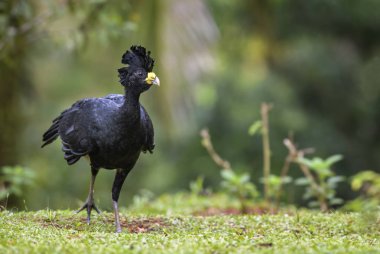 Büyük Curassow - Crax rubra, Neotropical yağmur ormanları, Kosta Rika dan büyük sülün gibi kuş.