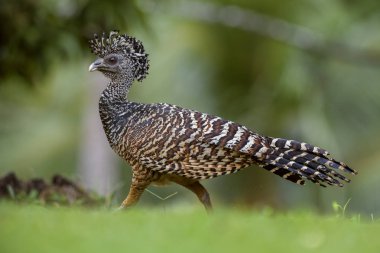 Büyük Curassow - Crax rubra, Neotropical yağmur ormanları, Kosta Rika dan büyük sülün gibi kuş.