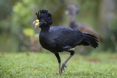 Büyük Curassow - Crax rubra, Neotropical yağmur ormanları, Kosta Rika dan büyük sülün gibi kuş.