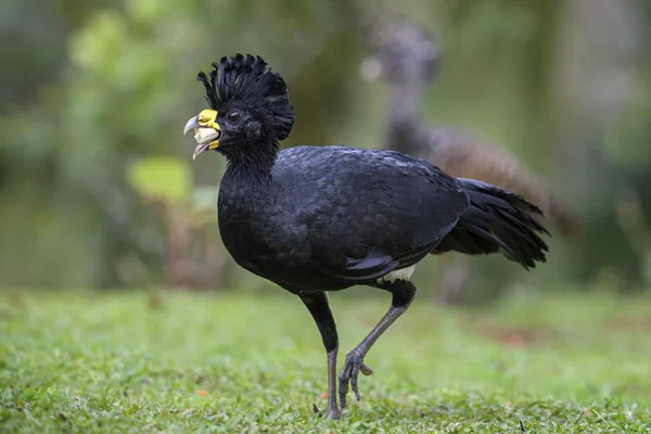 Büyük Curassow - Crax rubra, Neotropical yağmur ormanları, Kosta Rika dan büyük sülün gibi kuş.