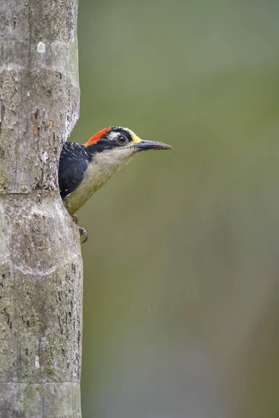 Чорний Cheeked Дятел Melanerpes Pucherani Красивий Червоний Барвисті Capped Дятел — стокове фото