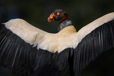 Kral akbaba - Sarcoramphus baba, Orta Amerika ormanlardaki güzel büyük akbaba.