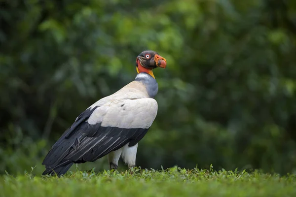 Rey Buitre Sarcoramphus Papa Buitre Grande Beato Los Bosques América — Foto de Stock