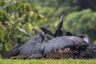 American Black Vulture - Coragyps atratus, black common vulture from Central America forests, Costa Rica. clipart