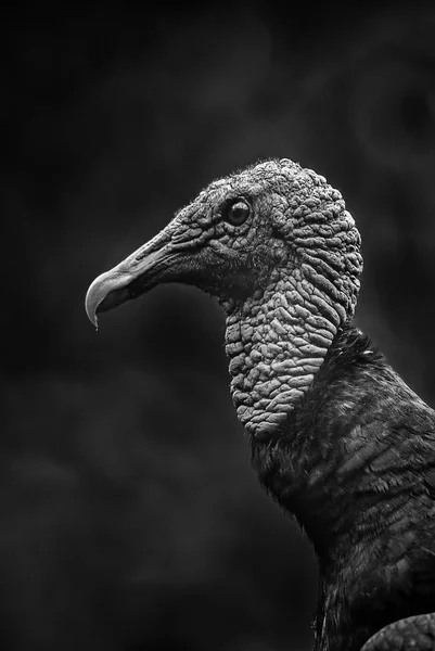 Avvoltoio Nero Americano Coragyps Atratus Avvoltoio Comune Nero Proveniente Dalle — Foto Stock