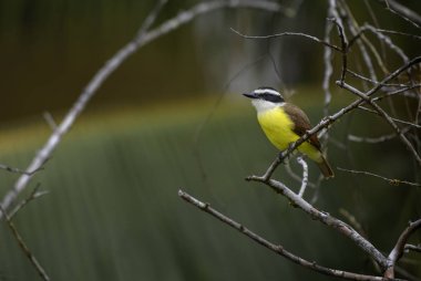 Büyük Kiskadee - Pitangus sulphuratus, güzel sarı tüneyen kuş dan Cental Amerika, Costa Rica.