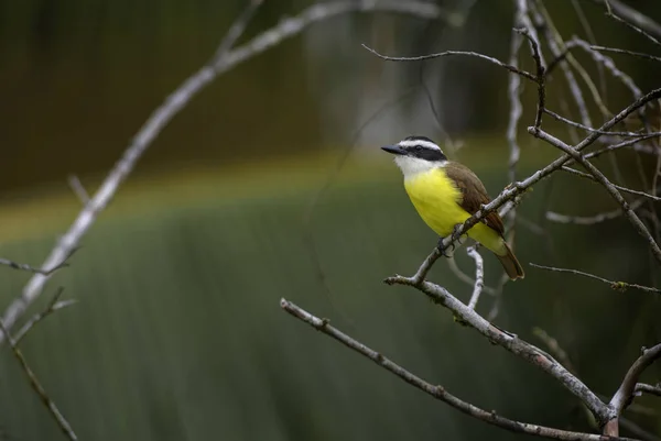 Större Kiskadi Pitangus Sulphuratus Vackra Gula Sittande Fågel Från Cental — Stockfoto