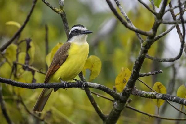 Great Kiskadee Pitangus Sulphuratus Beautiful Yellow Perching Bird Cental America — Stock Photo, Image