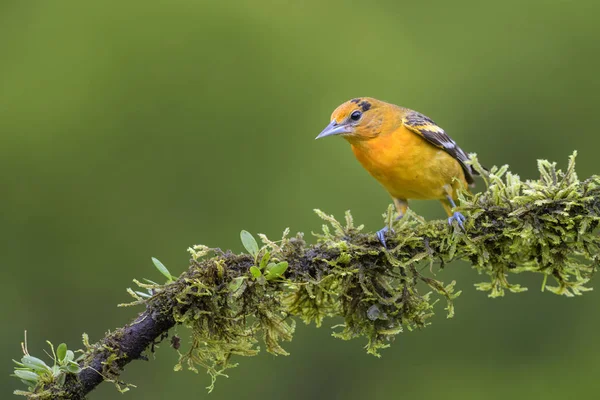 Northern Oriole Galbulosa Icterus Belo Oriole Laranja Floresta América Central — Fotografia de Stock