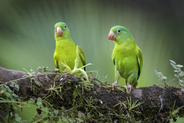 Czarnobrody Orange Parakeet Brotogeris Jugularis Piękny Kolorowy Papuga Ameryki Środkowej — Zdjęcie stockowe