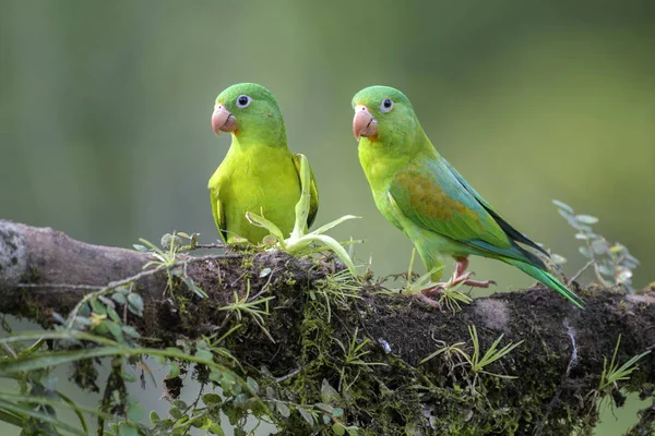Czarnobrody Orange Parakeet Brotogeris Jugularis Piękny Kolorowy Papuga Ameryki Środkowej — Zdjęcie stockowe