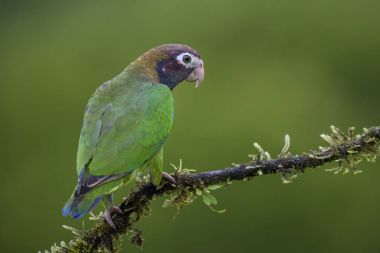 Brown-hooded Parrot - Pyrilia haematotis, beatiful colorful parrot from Central America forest Costa Rica. clipart