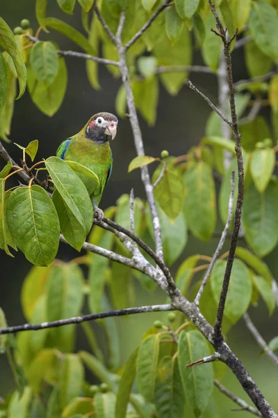 Brown Hooded Parrot Pyrilia Haematotis Beatiful Colorful Parrot Central America — Stock Photo, Image