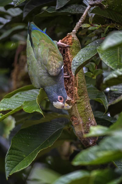 Vitkronad Papegoja Pionus Nano Vacker Färgglad Papegoja Från Centralamerika Forest — Stockfoto