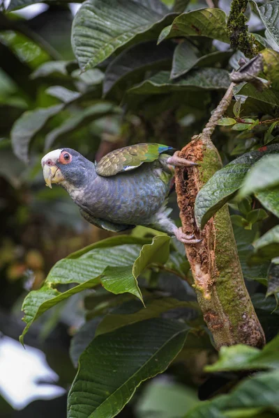 Vitkronad Papegoja Pionus Nano Vacker Färgglad Papegoja Från Centralamerika Forest — Stockfoto