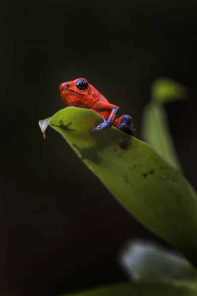 Rood Poison Dart Kikkers Oophaga Pumilio Mooie Rode Blauwe Legged — Stockfoto