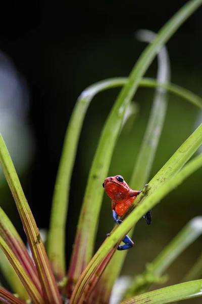 Красная Ядовитая Лягушка Дротик Oophaga Pumilio Красивая Красная Голубая Ножка — стоковое фото