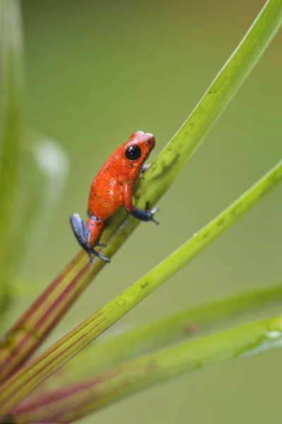 赤い毒ダーツ カエル Oophaga プミリオ タングチョン アメリカ森林 コスタリカからの美しい赤青脚カエル — ストック写真