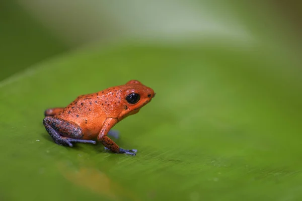 Red Poison Dart Frog Oophaga Pumilio Beautiful Red Blue Legged — Stock Photo, Image